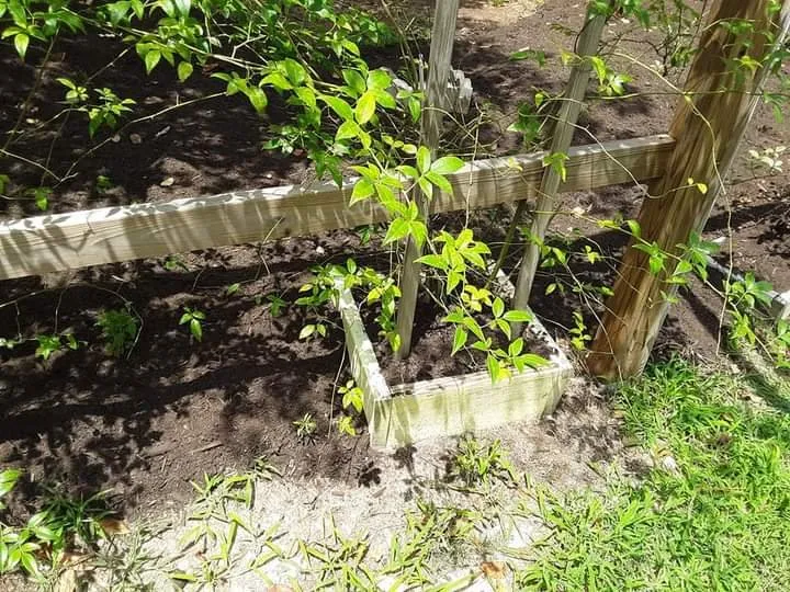 Top-rated lawn care service in Stuart, VA by Simmons Landscaping