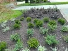 Professional yard cleanup service experts serving North Charleston, SC - Simmons N Son Landscaping