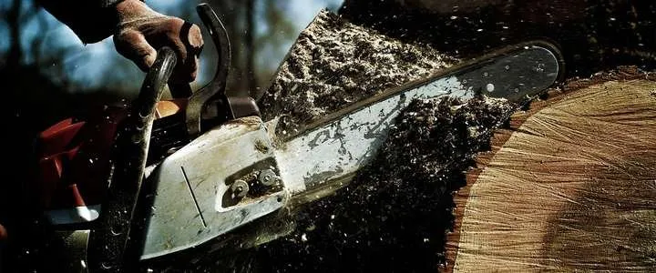 Custom residential landscaping for beautiful yards in Hampton, VA by Simmons Tree Care