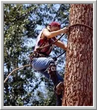 Expert outdoor landscaping near you in Hampton, VA by Simmons Tree Care