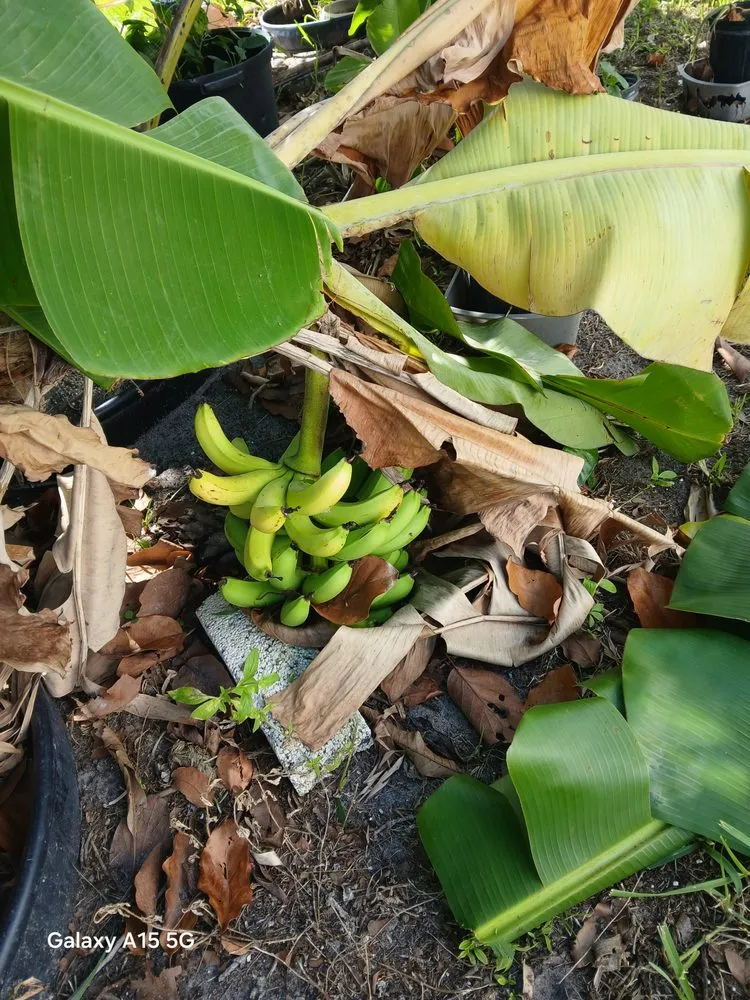 Custom outdoor landscaping near you across Fort Pierce, FL - Simmo's Lawn & Garden Care