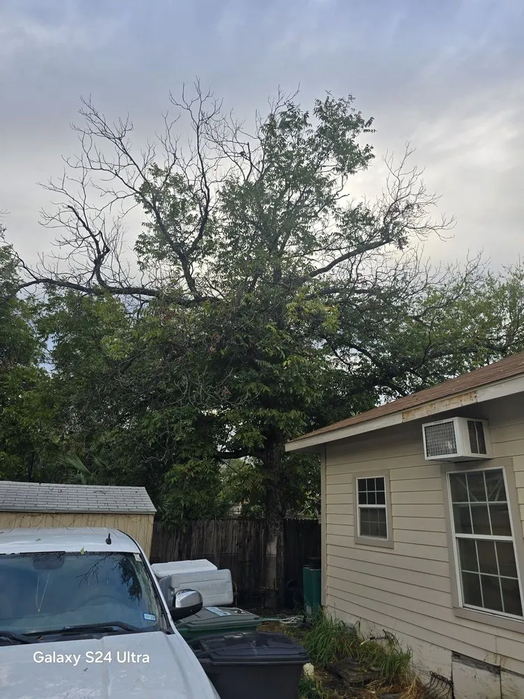 Reliable yard cleanup service experts serving Live Oak, TX - Simon Does