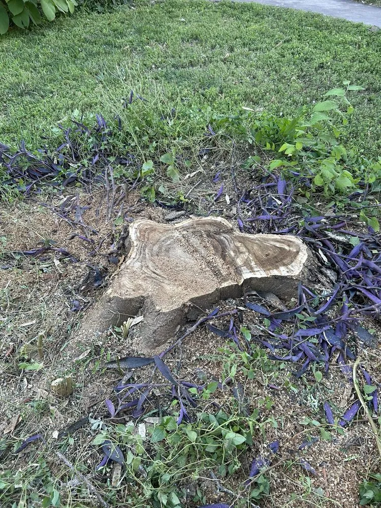 Local yard maintenance for outdoor upgrades in Live Oak, TX by Simon Does