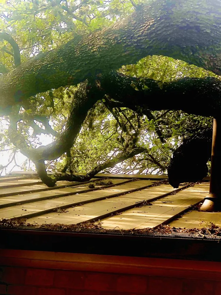 Trusted yard cleanup service in Live Oak, TX - Simon Does