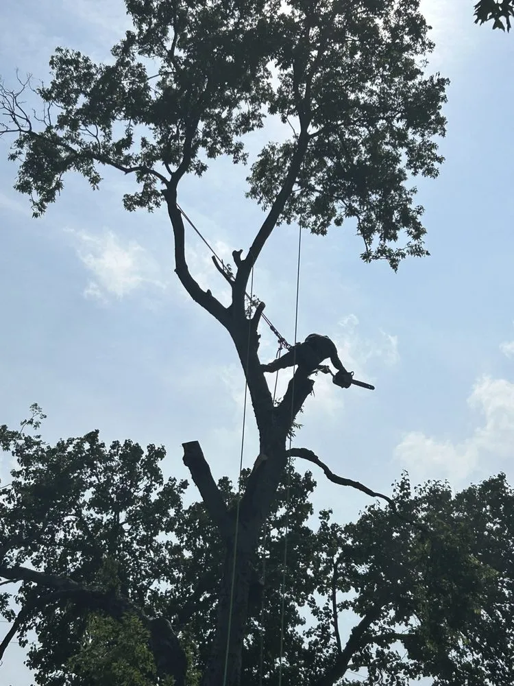 Professional garden landscaping for beautiful yards across Euless, TX - Simon Says Services