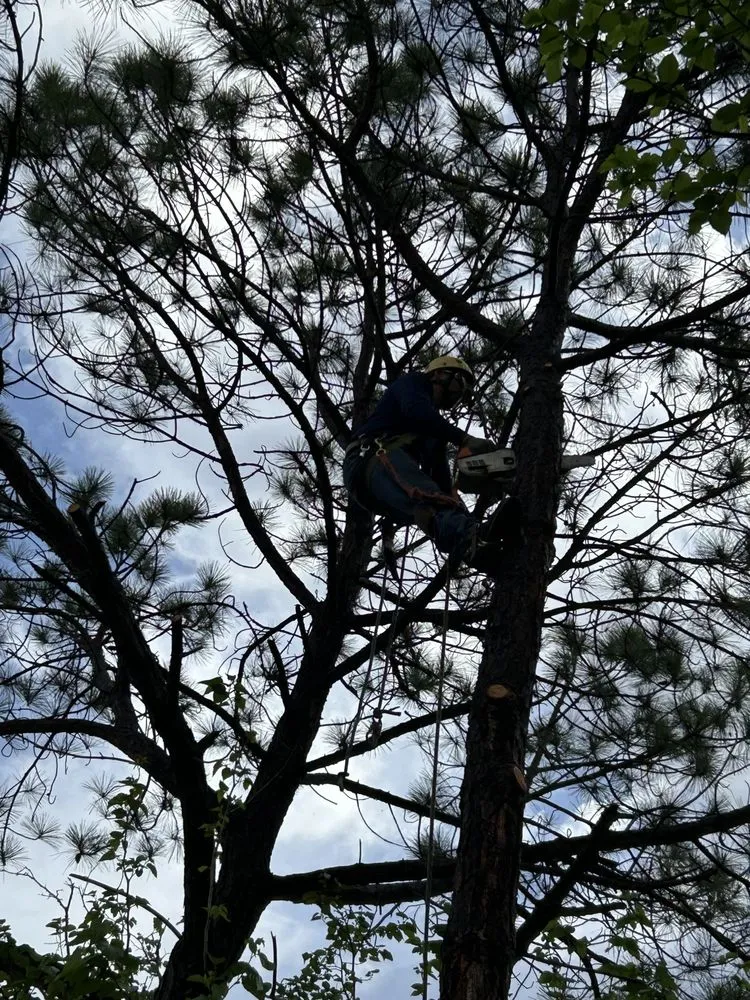 Expert yard maintenance experts serving Euless, TX - Simon Says Services