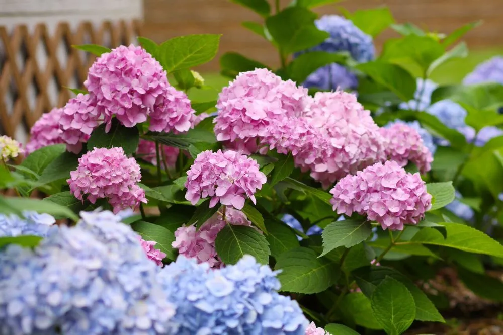 Custom lawn care service for residential properties in South Saint Paul, MN by Simons Landscaping