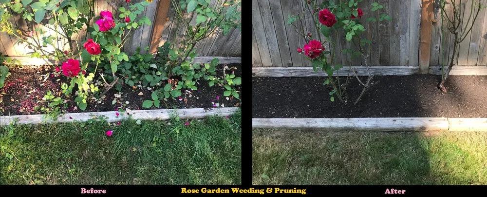 Top-rated yard cleanup service near you across Bellingham, WA - Simple 1 Solutions