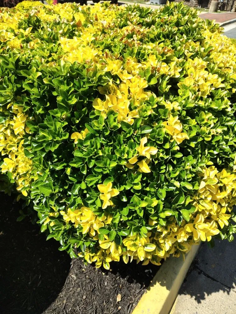 Expert yard cleanup service in Reston, VA by Simple Care Home Service