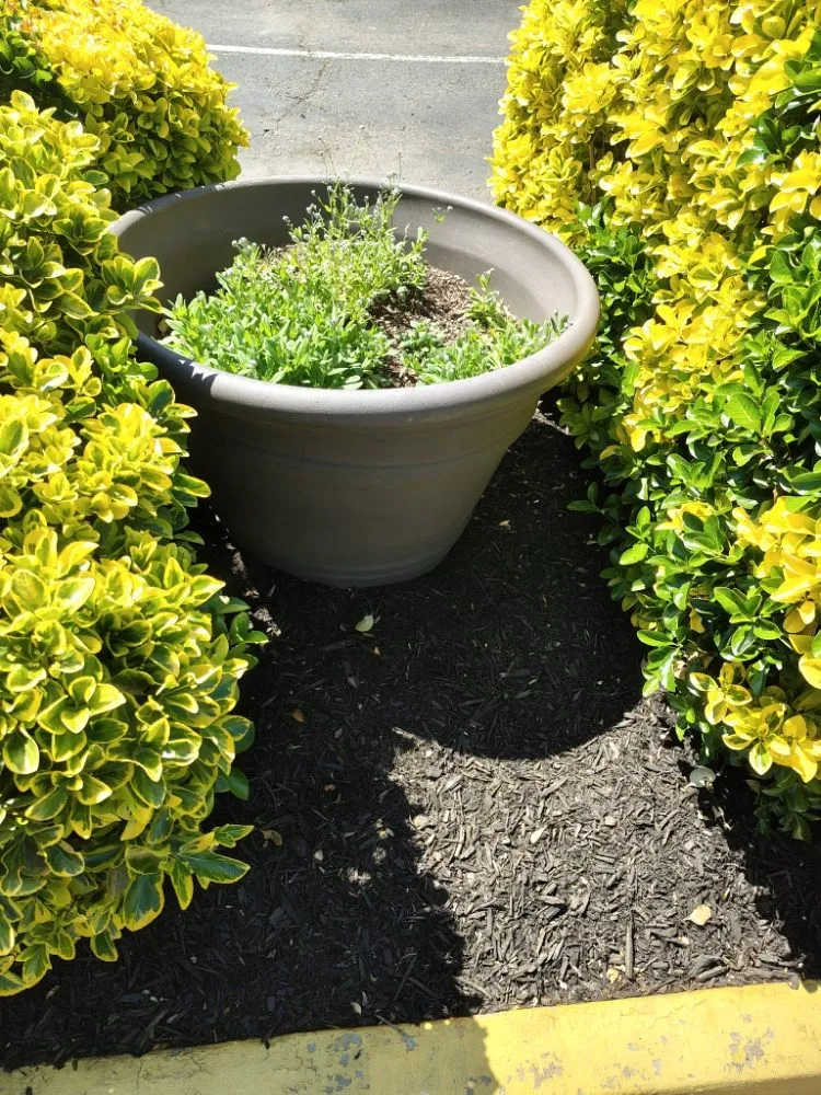 Reliable garden landscaping experts serving Reston, VA - Simple Care Home Service