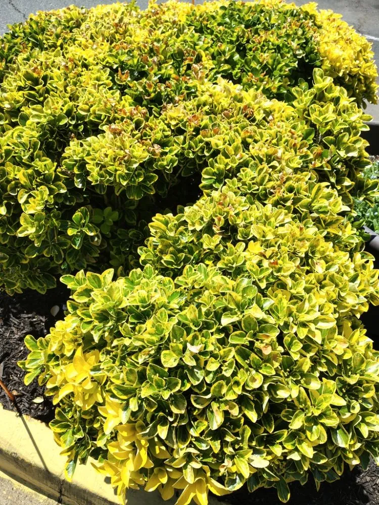 Affordable yard maintenance for residential properties across Reston, VA - Simple Care Home Service