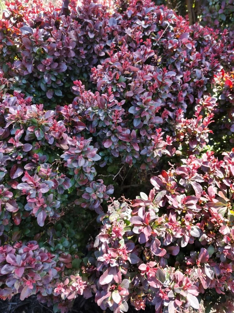 Top-rated outdoor landscaping in Reston, VA by Simple Care Home Service