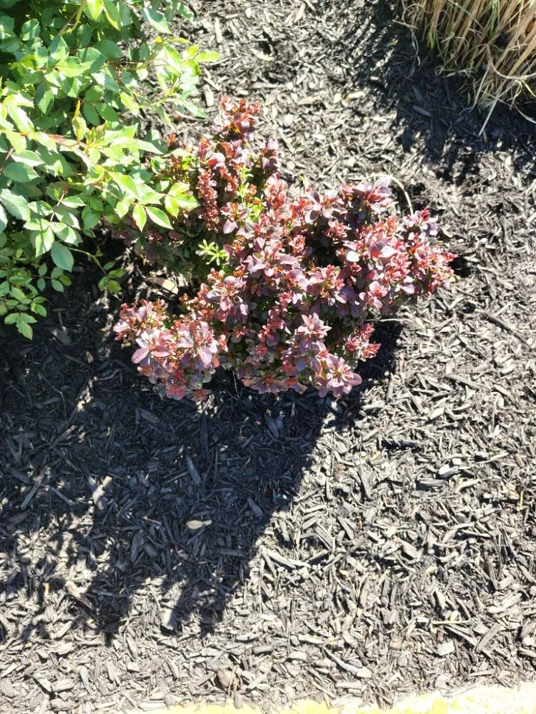 Local yard cleanup service for homes across Reston, VA - Simple Care Home Service