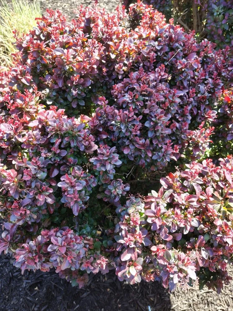 Local outdoor landscaping experts serving Reston, VA - Simple Care Home Service