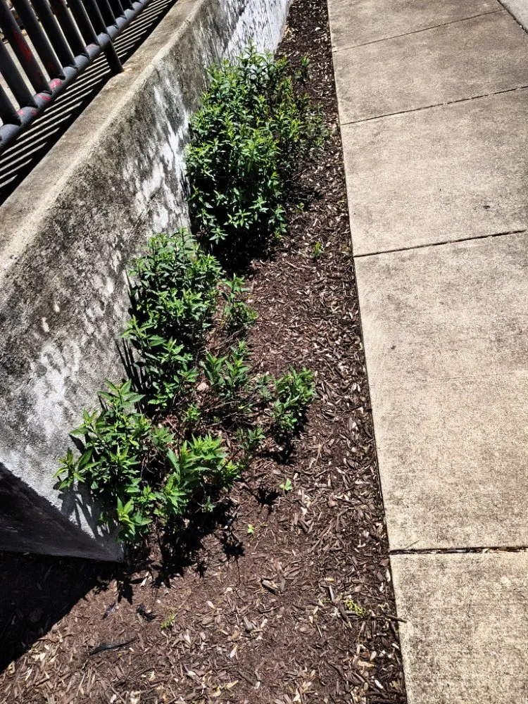 Local residential landscaping in Reston, VA by Simple Care Home Service