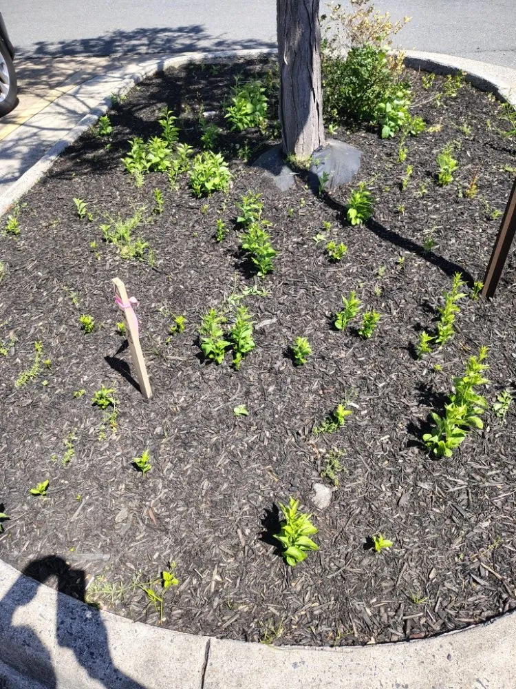 Professional yard cleanup service experts serving Reston, VA - Simple Care Home Service