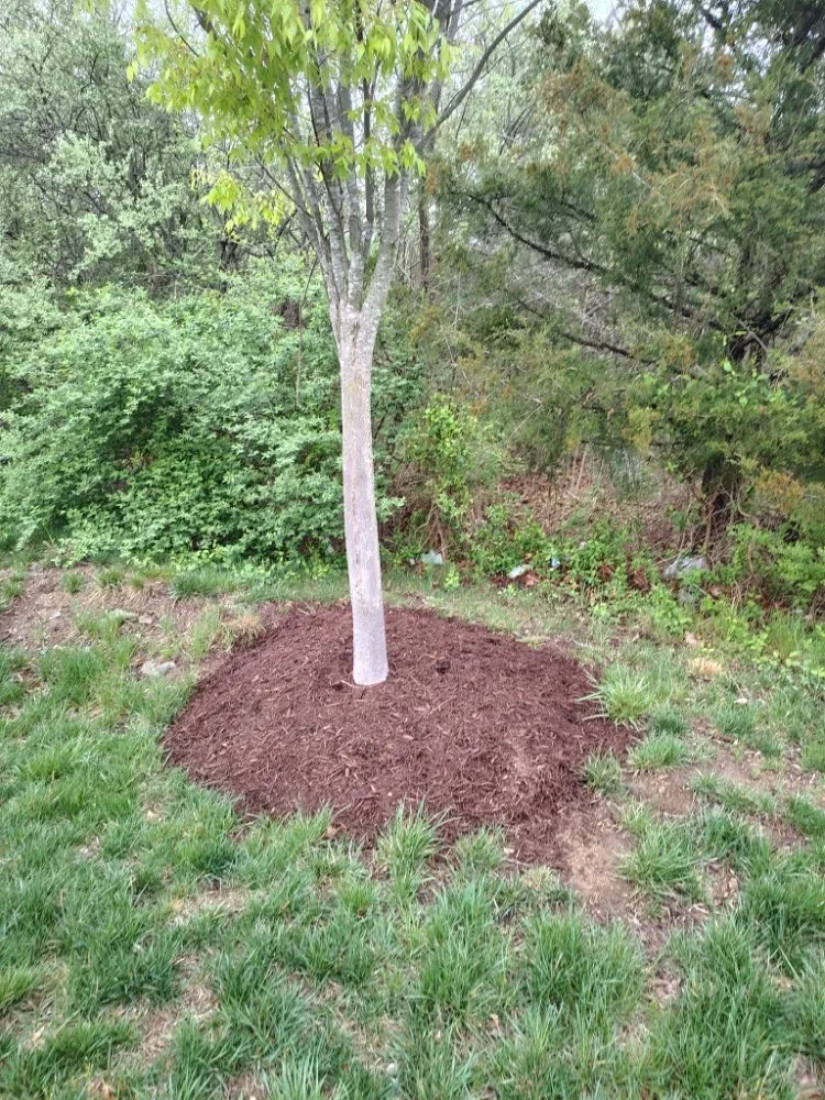 Reliable yard cleanup service in Reston, VA - Simple Care Home Service