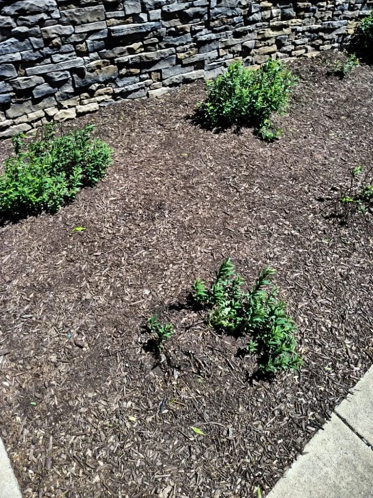 Top-rated yard cleanup service for beautiful yards across Reston, VA - Simple Care Home Service