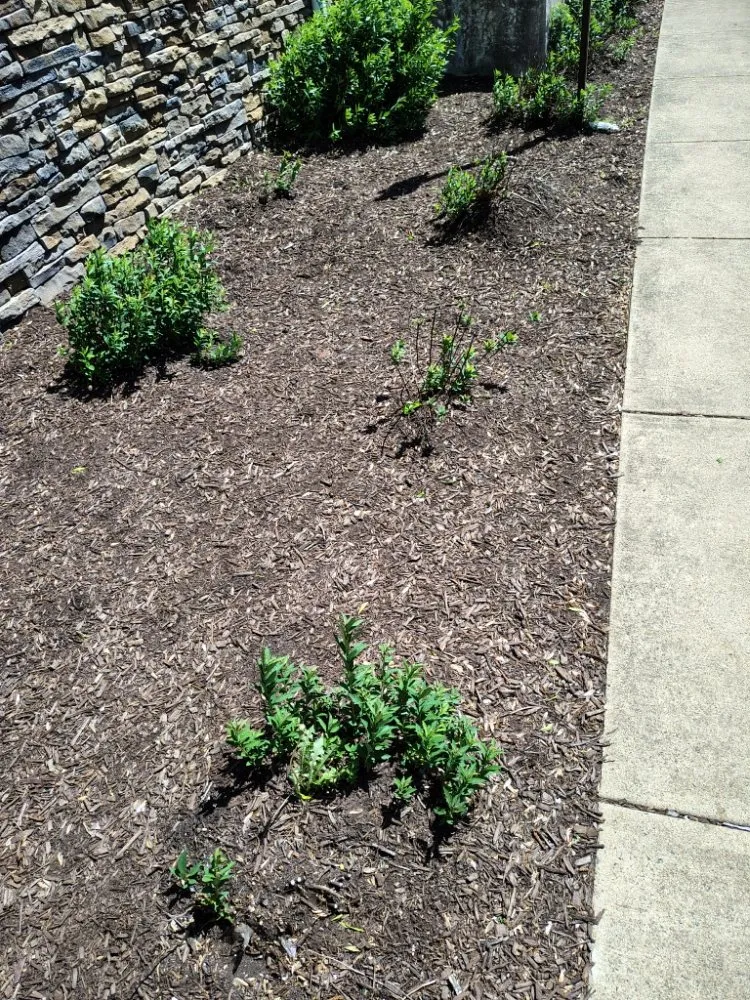 Reliable landscape design in Reston, VA by Simple Care Home Service