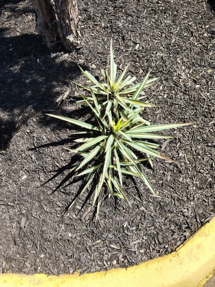 Trusted residential landscaping for outdoor upgrades across Reston, VA - Simple Care Home Service