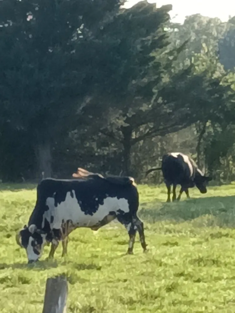 Local landscaping services for beautiful yards in Kings Mountain, NC by Simple Cuts Landscaping