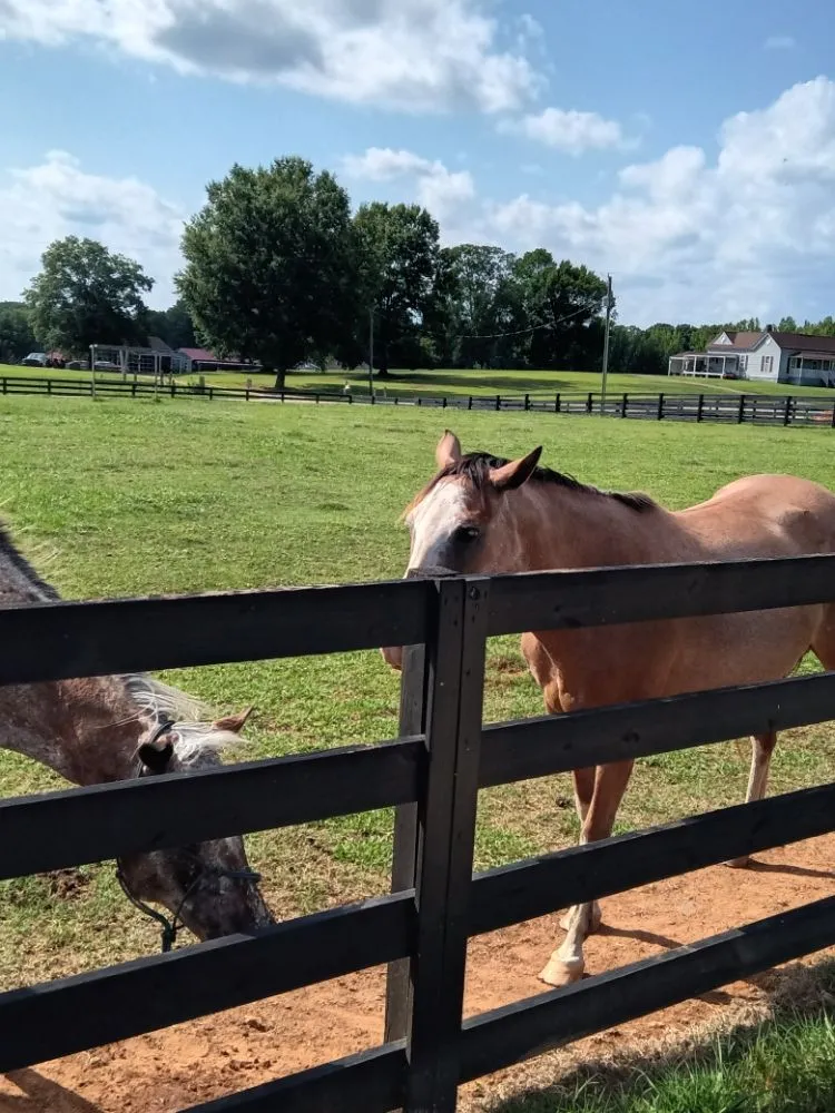 Custom yard maintenance in Kings Mountain, NC - Simple Cuts Landscaping