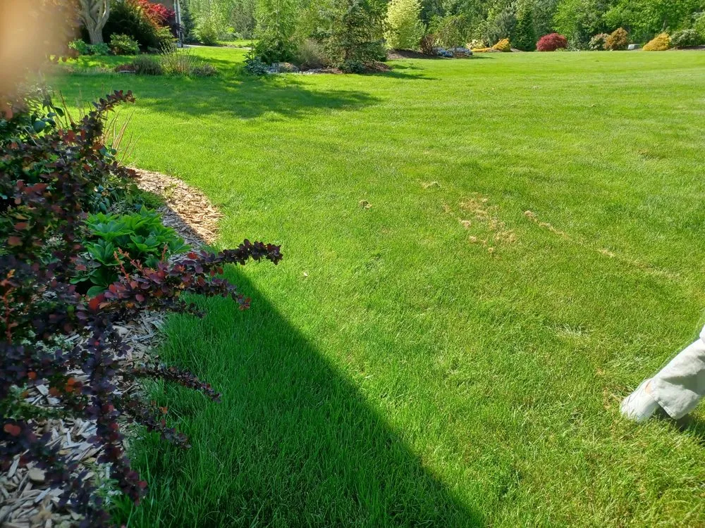 Top-rated lawn care service experts serving Concrete, WA - Simple Green Landscaping & Lawn Care