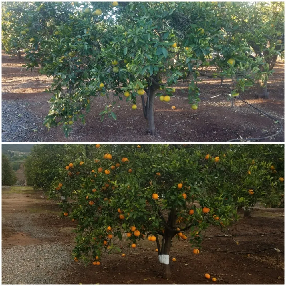 Local landscape design for homes in San Diego, CA by Simple-Gro Lawncare Services