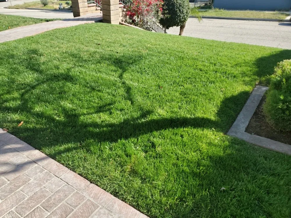 Expert yard cleanup service for beautiful yards in San Diego, CA by Simple-Gro Lawncare Services