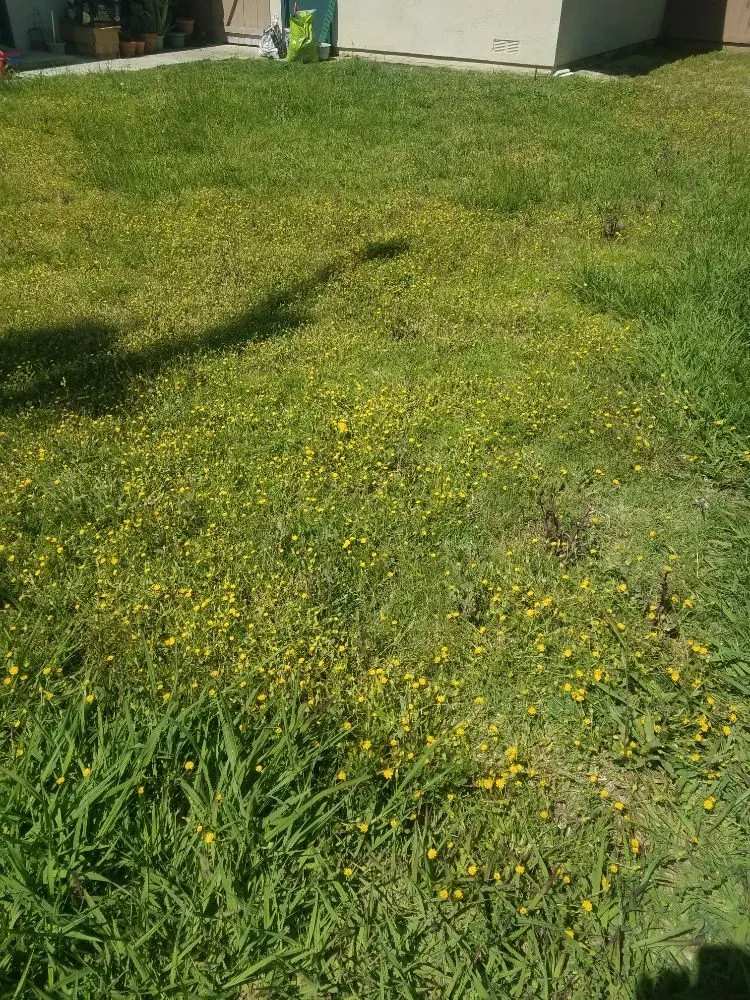 Custom landscape installation experts serving San Diego, CA - Simple-Gro Lawncare Services