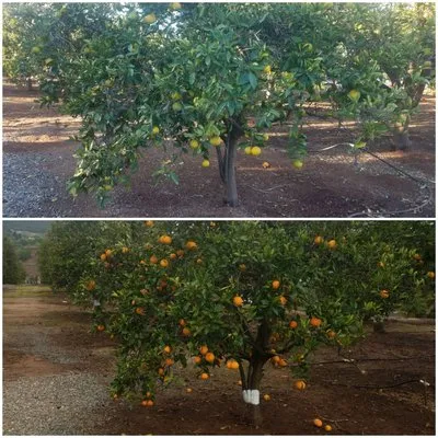 Simple-Gro Lawncare Services Logo