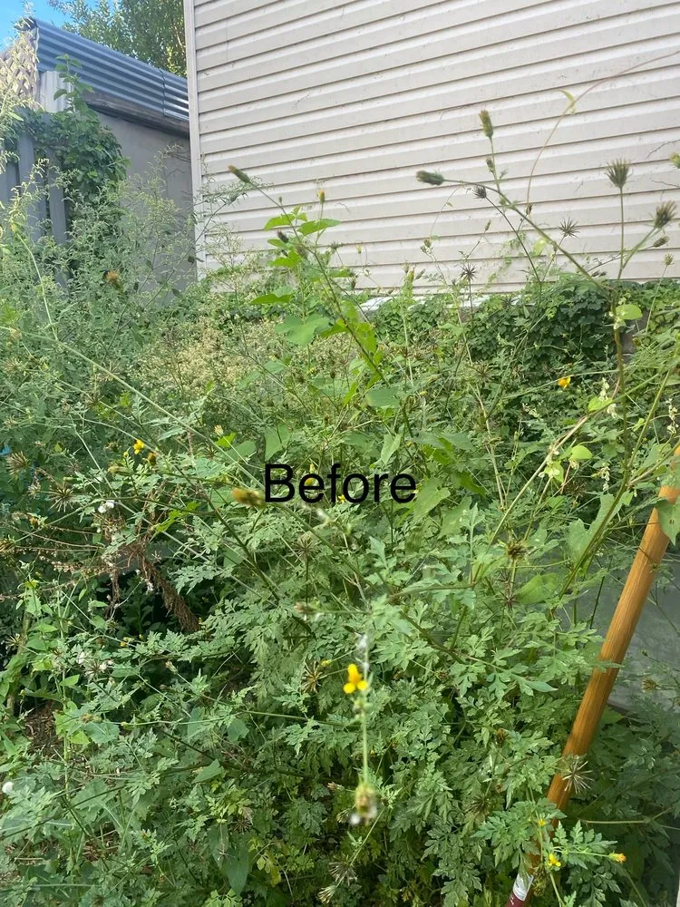 Expert residential landscaping for year-round maintenance in Pikesville, MD by Simple handyman