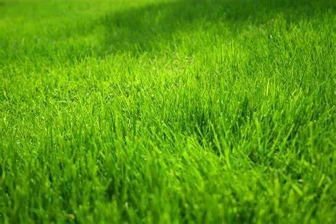 Professional lawn care service in Brick Township, NJ - Simple Landscape