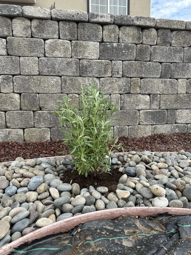 Professional lawn care service in Los Angeles, CA by Simple Landscape