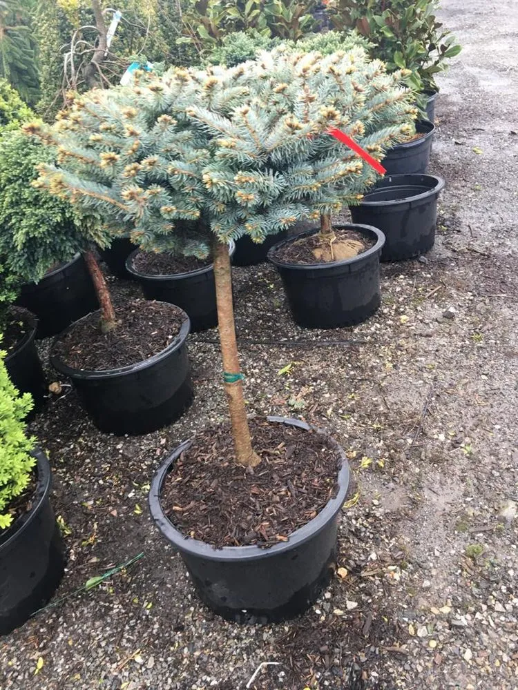 Top-rated landscape installation with custom design across Brick Township, NJ - Simple Landscaping