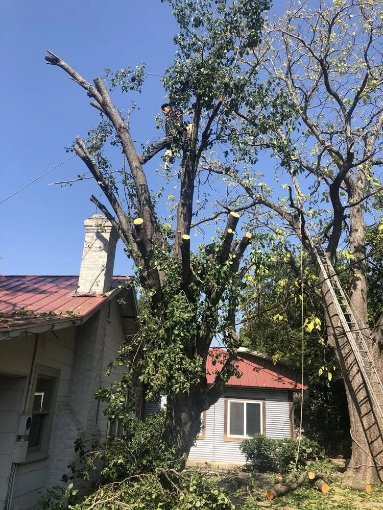 Professional landscaping services for year-round maintenance across San Antonio, TX - Simple Lawn Care