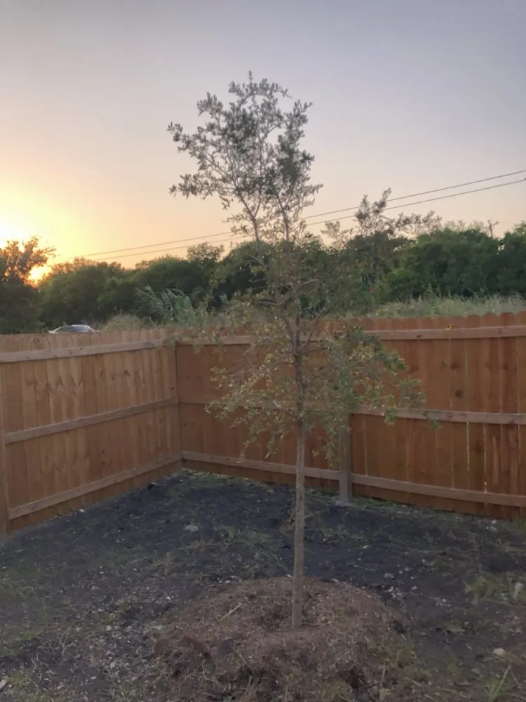 Professional landscaping services with custom design in San Antonio, TX by Simple Lawn Care