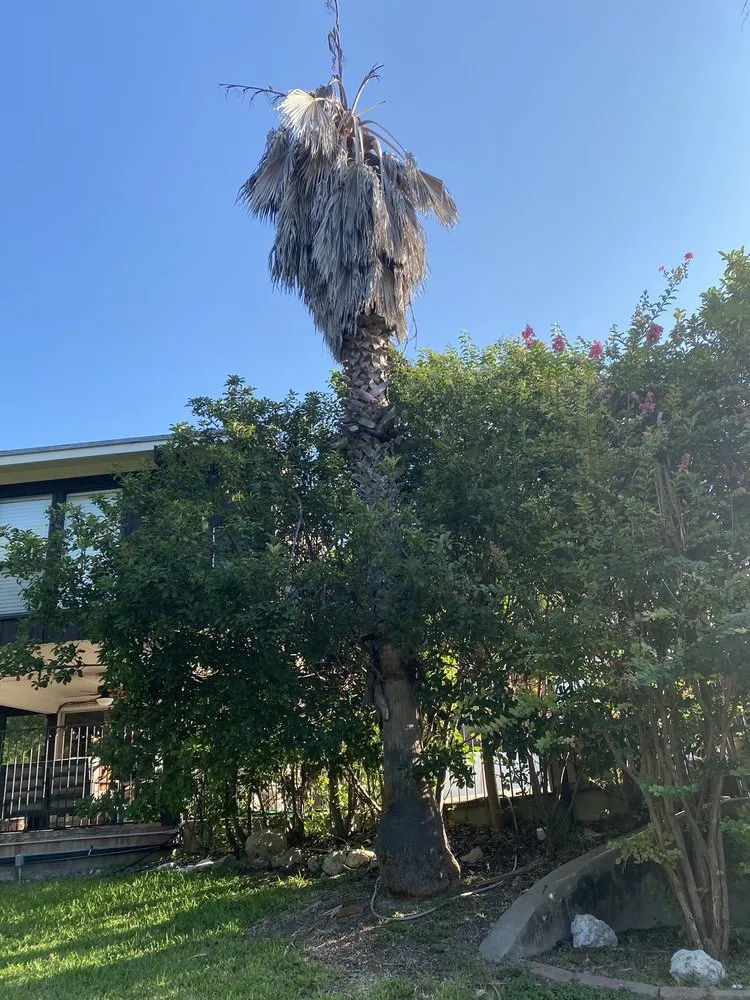 Top-rated landscaping services in San Antonio, TX by Simple Lawn Care