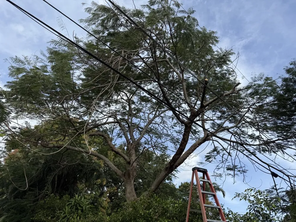 Trusted yard cleanup service in Lake Worth, FL by Simple Lawncare Solutions