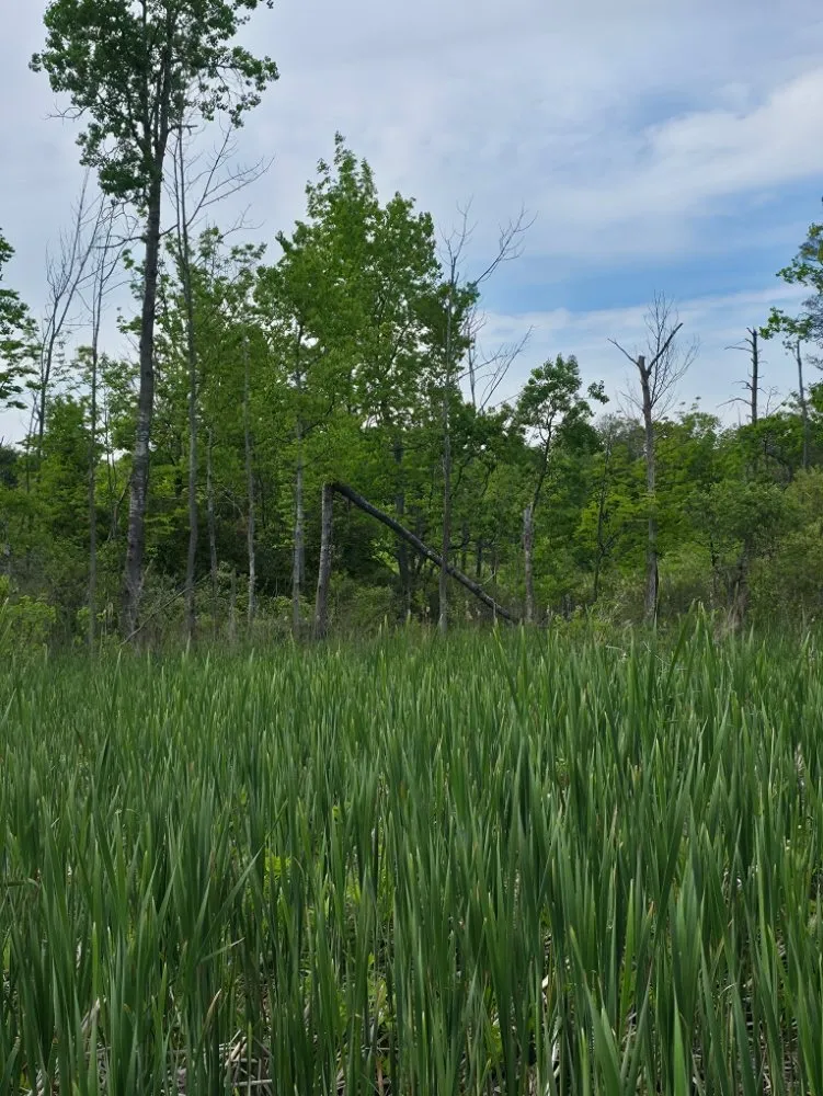 Local outdoor landscaping experts serving Gloversville, NY - Simple Mow