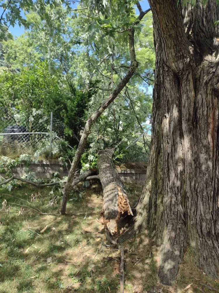 Reliable yard maintenance in Scranton, PA by Simple Mowing & Lawn Care Services