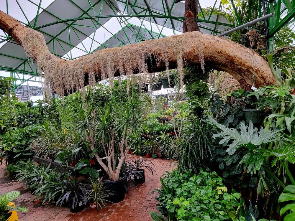 Top-rated residential landscaping experts serving Tucson, AZ - Simple Service Solutions Landscaping