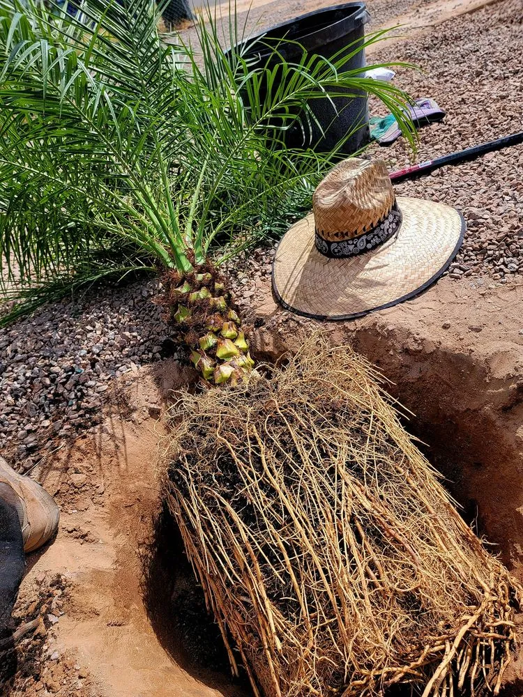 Affordable garden landscaping for outdoor upgrades in Tucson, AZ by Simple Service Solutions Landscaping