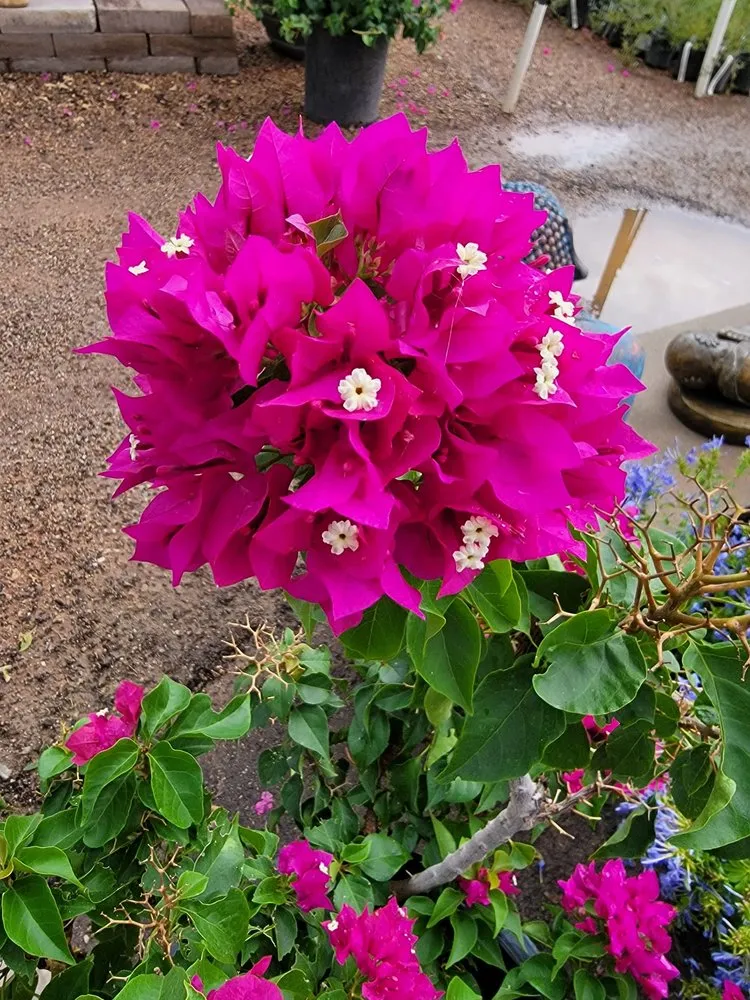 Custom landscape installation for outdoor upgrades in Tucson, AZ by Simple Service Solutions Landscaping