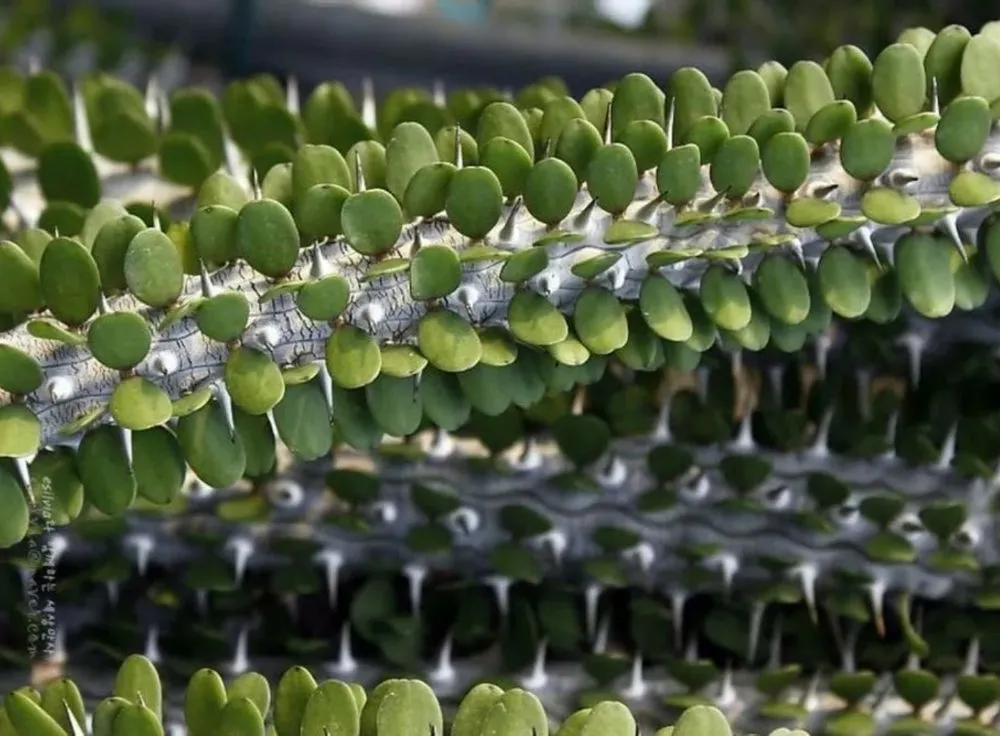 Trusted landscaping services experts serving Tucson, AZ - Simple Service Solutions Landscaping