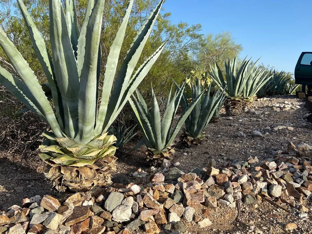 Local lawn mowing service in Tucson, AZ - Simple Service Solutions Landscaping