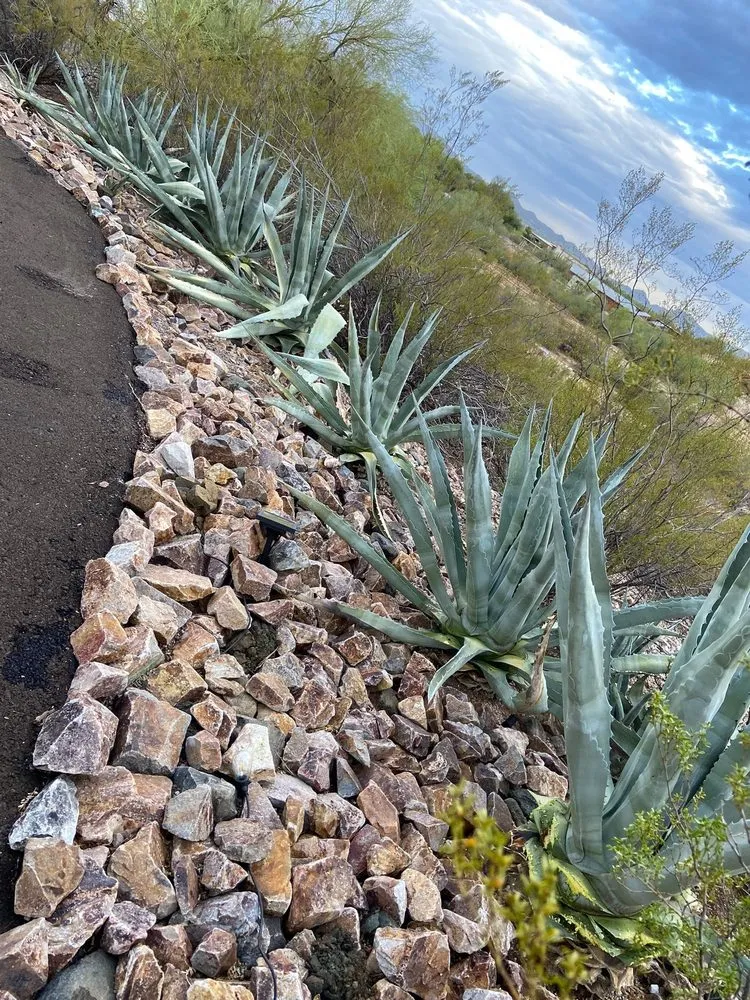 Trusted landscaping services experts serving Tucson, AZ - Simple Service Solutions Landscaping