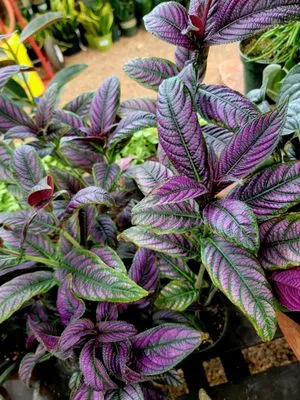 Simple Service Solutions Landscaping Logo