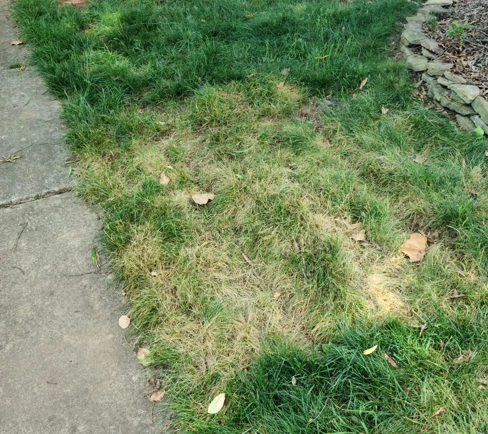 Expert lawn care service in Charlotte, NC - Simple Stump