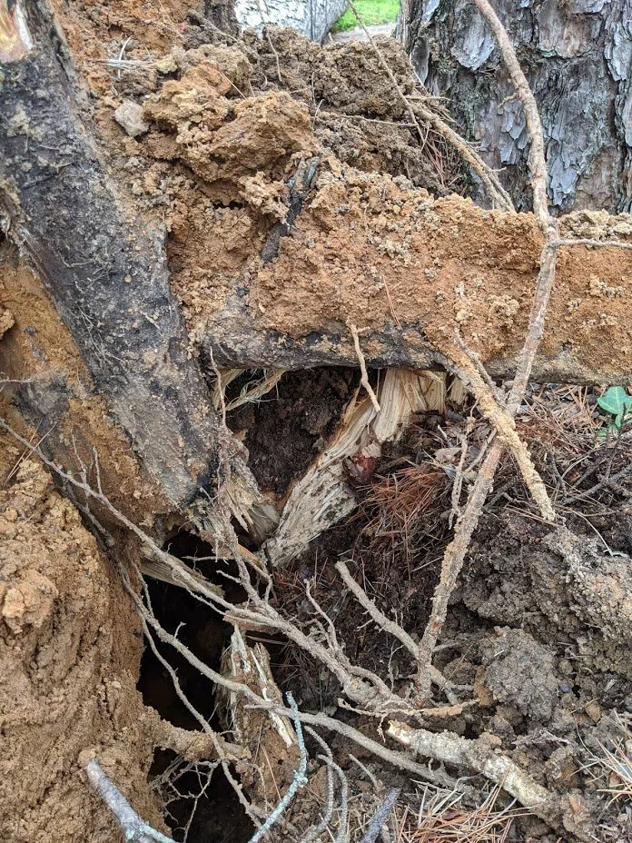 Local yard cleanup service for residential properties in Charlotte, NC by Simple Stump